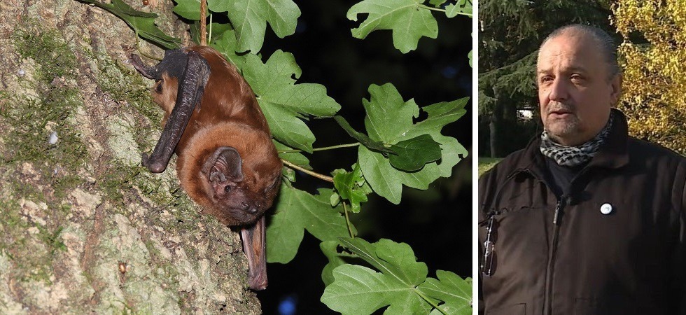 Femmina gravida di nottola gigante (Nyctalus lasiopterus, Passons